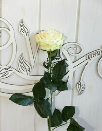 Роза Эквадор (70 см)